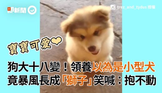 狗媽抱不動啦！以為領養小型犬 2年竟長到54kg成「大獅子」｜阿拉斯加雪橇犬｜大型犬｜寵物