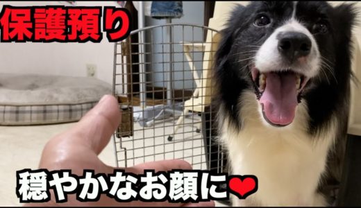 保護犬ボーダーコリー・少しずつ穏やかな表情に【4-5日目】