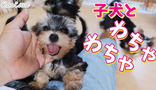 犬の幼稚園！子犬と遊ぼう♪【ヨークシャーテリア専門犬舎チャオカーネ】