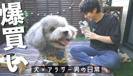 🐶久しぶりのおやつパーティで大興奮の犬/犬用の馬肺を食べて悶絶する飼い主【トイプードル】