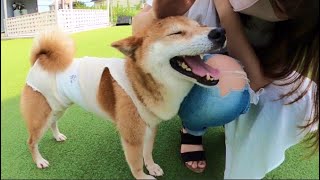 犬と一緒に保護犬施設に行ったら、笑顔に溢れていて癒されました！【ボーダーコリー】