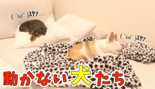 お風呂に入ってる間、犬を隠し撮りしたらビックリ！