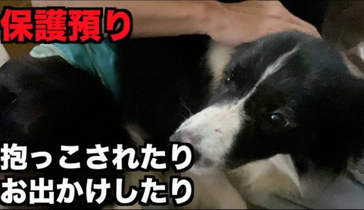 保護犬ボーダーコリー・抱っこされる→固まる【8-9日目】