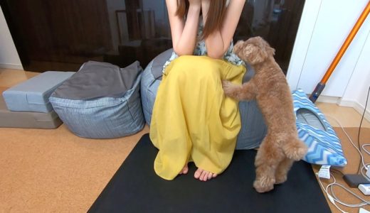 泣いてるママを心配した犬がパパに助けを求めてて愛おしかった【トイプードル】