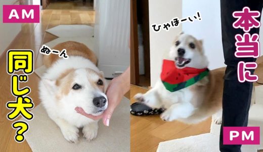 日常は超絶まったりなのに、パパ帰宅後が別犬過ぎる！