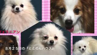 2020年8月25日の保護犬の様子