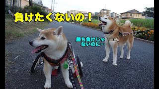 散歩では同居犬に負けたくない柴犬！ Shiba dog Anne is competitive!