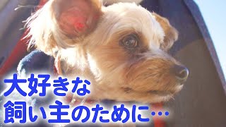 ペットショップにずっと残っていた１匹の犬が、飼い主さんを支える大切な存在に…！