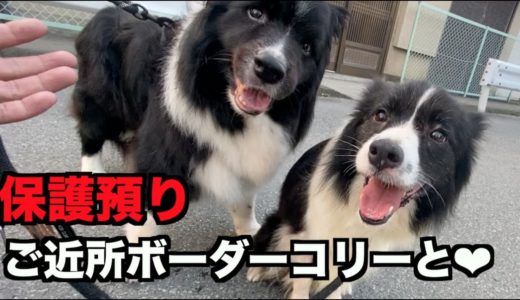 保護犬ボーダー・ご近所ボーダーコリーと会う【14ー15日目】