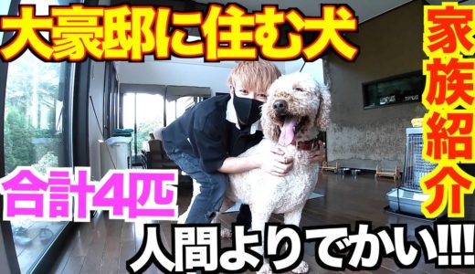 【衝撃】大豪邸に住む大型犬がやばすぎるので紹介します！！！【もはや動物園】