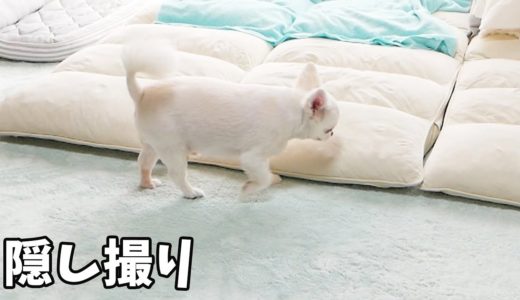 【隠し撮り】留守番中目が覚めると寝床を変える犬の可愛い様子ｗ