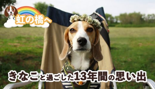 【虹の橋】キャンプ犬 ビーグルきなことのお別れ 13年間ありがとう