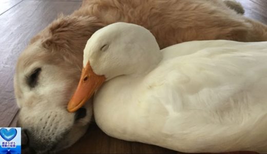 犬と鳥の種を超えた友情に心温まる・・・【感動】