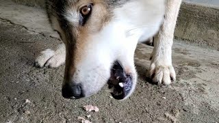 【閲覧注意】狼犬の離乳食はワイルドだろぉ！