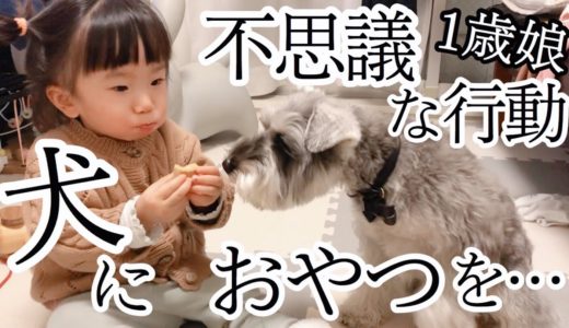 【子育て】犬を謎の行動で困らせる娘【シュナウザー】