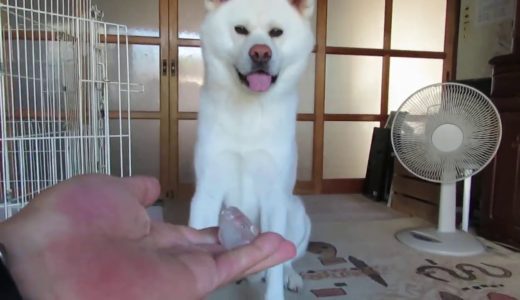 【秋田犬ゆうき】冷た過ぎる氷は程よく暖まったところで食べる【akita dog】