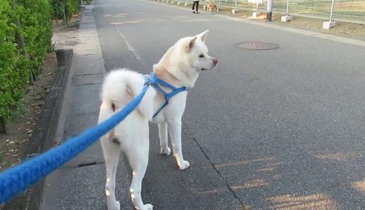 【秋田犬ゆうき】大きな体を怖がらないお友だちは少ないので会えると嬉しい【akita dog】