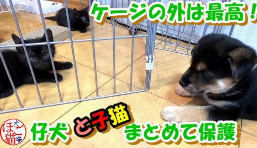 【子猫　子犬　保護犬　保護猫】野犬の子犬２匹　子猫4匹保護しました　仔犬と子猫　初めてゲージ越しでご対面