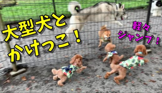 ドッグランで大型犬と大はしゃぎ！【トイプードル ROSIE】