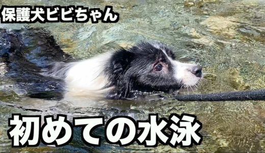 保護犬ビビちゃん初めての水泳