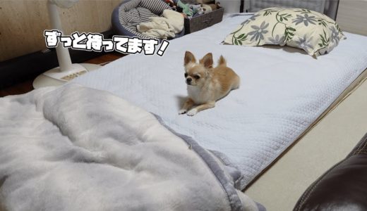 甘えん坊な犬がどうしても飼い主と一緒に寝たくて、あの手この手で誘ってくる行動がまるで新婚夫婦のようで可愛い【dog】【chihuahua】