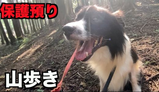 保護犬ボーダーコリー・山歩き【13日目】