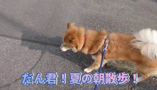 保護犬だん君と運動不足解消！毎日の散歩は最高だね！夏の朝はちょっと暑いけどさ！