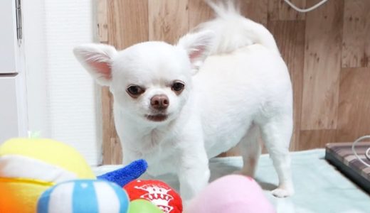 パパに甘える時の鳴き声が超かわいい犬