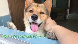 【虐待注意】置き去りにされる犬