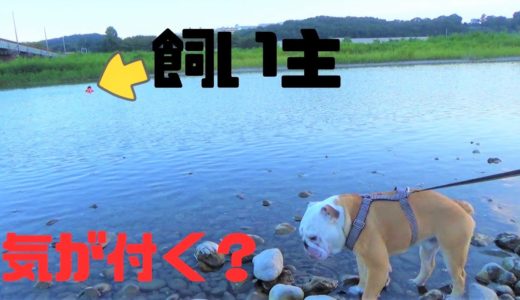 【モニタリング】川から流れてくる飼い主に犬は気づくのか？【ブルドッグ】