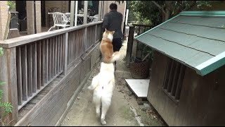 秋田犬と鬼ごっこしてみたワン！