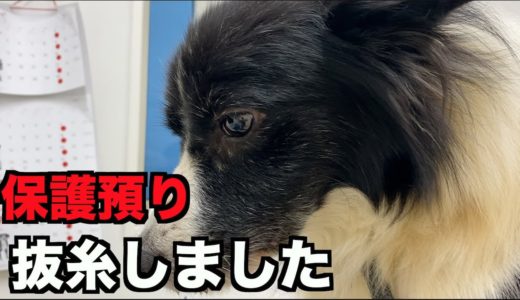 保護犬ボーダー・ゆっくり回復【18-19日目】