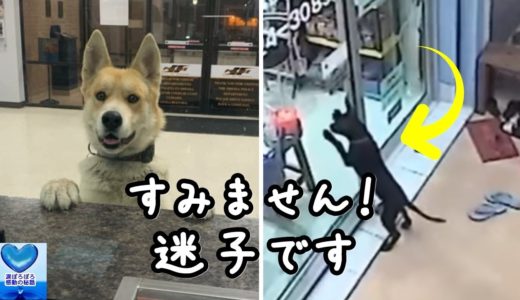 「飼い主探してください」迷子の犬が助けを求めたのは意外な場所でした【感動】