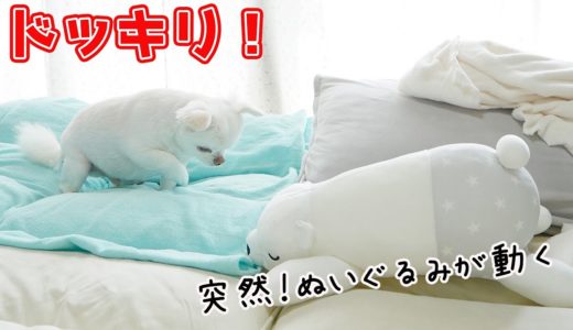 ぬいぐるみが動くドッキリしたら、犬の反応が賢かった！