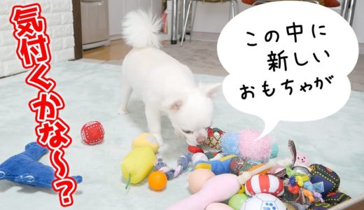 【サプライズ】新しいおもちゃを見つけた瞬間の犬の可愛い反応ｗ