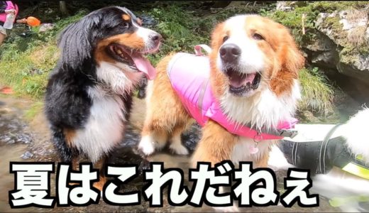 夏を満喫！大型犬連れて川遊び