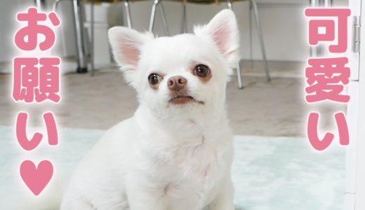 おもちゃを取って欲しい犬のお願いの仕方が可愛いすぎる！！