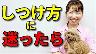 【犬 しつけ】犬のしつけ方ってたくさんある！どのしつけ方が正解なの？【犬のしつけ＠横浜】byエマ先生