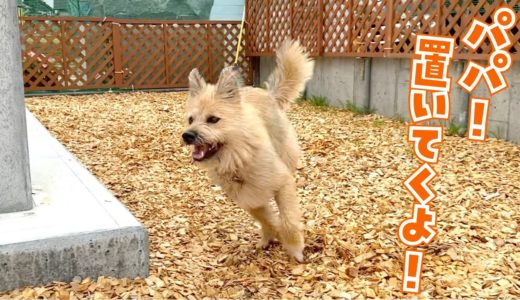 パパと追いかけっこ！つい手加減を忘れて走り抜ける速い犬