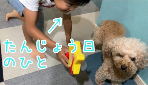 誕生日でテンションMAXの子供に付き合わされる犬【トイプードル】【マルプー】