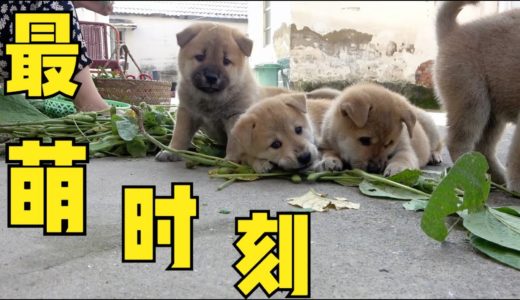 记录中华田园犬小奶狗最萌时刻，虎头虎脑憨态可掬，不长大多好！