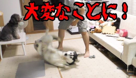 大変なことが起きました。ハスキー犬と保護犬トイプードル