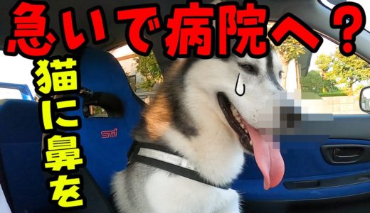 人間になりきりハスキー犬がネコに会ったらこうなった！