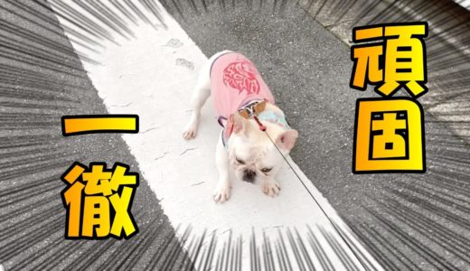 小さな体で必死に抵抗する犬が可愛すぎるｗｗ【フレンチブルドッグ frenchbulldog】