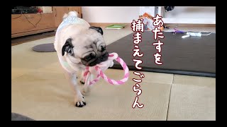 飼い主を小バカにして挑発してくるパグ犬ぷぅ Pug