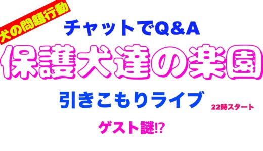 【引きこもりライブ】チャットからの質問で犬の問題行動解決！