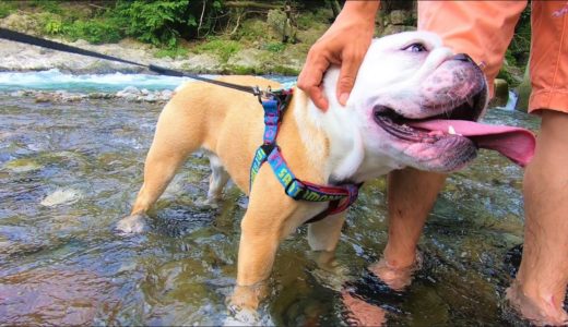 水嫌いの犬が1週間で水遊び大好きになった理由はこちら！