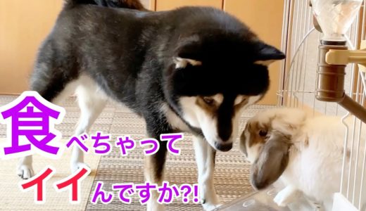 食べちゃっても良いですか？肉食犬と草食ウサギの危ない同居生活