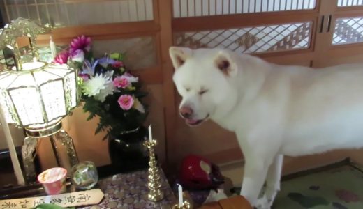 【秋田犬ゆうき】お盆に帰ってきたご先祖様への挨拶がてら仏壇のお菓子をつまむ【akita dog】