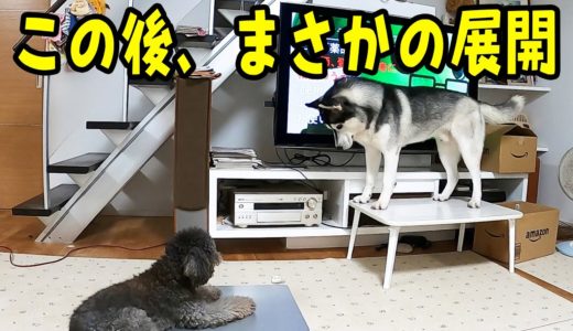 あれがなくてテンションが100〜0になるハスキー犬と保護犬トイプードル